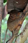 Tarsiers - Bohol