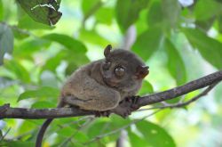 Famouse Tarsiers