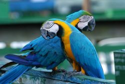 Попугай ара, Парк Птиц