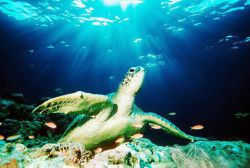 Дайвинг в Малайзии