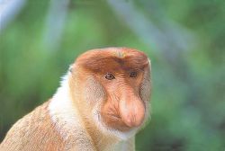 Обезьяна Пробоскис, штат Сабах