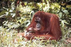 Орангутанги, Сабах