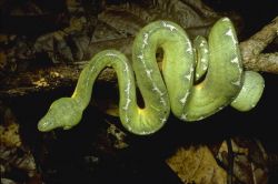 Животный мир Амазонии