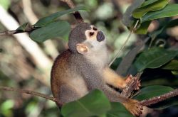 Животный мир Амазонии