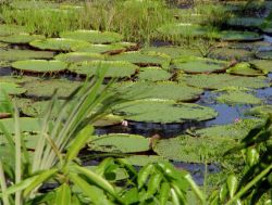 Виктория Регия - самая большая кувшинка в мире, Амазония
