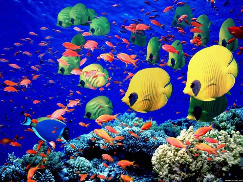 Marsa Alam