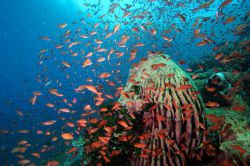 Mindoro - divers paradise