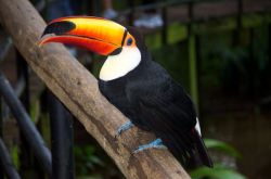 Попугай Тукан, Бразилия