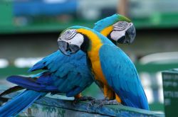 Попугаи ара, Бразилия