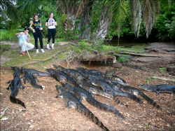 Пантанал, Бразилия